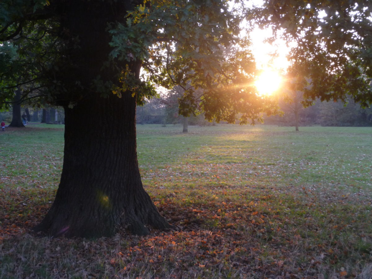 Urban green space and trees London